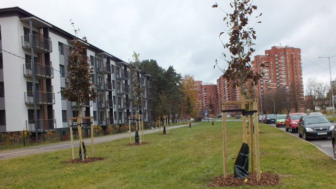 Sastādīti koki
