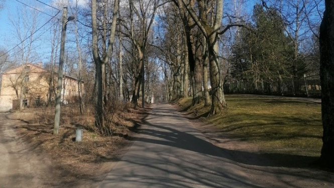 Braila ielas koki
