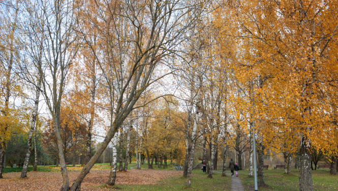 Koki rudenī