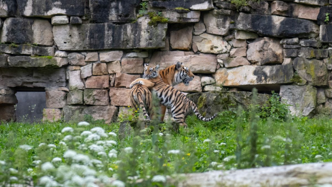 Rīgas zoo tīģerēni