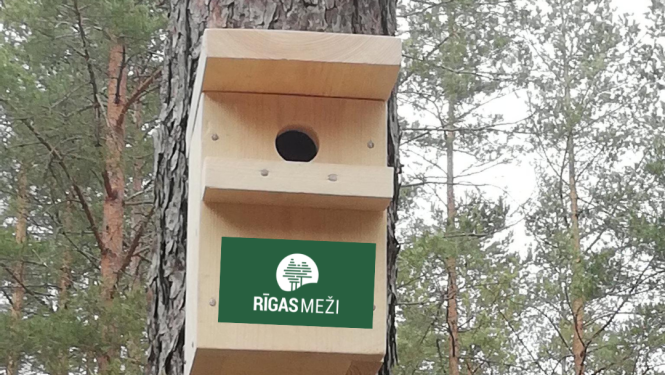 Putnu būris