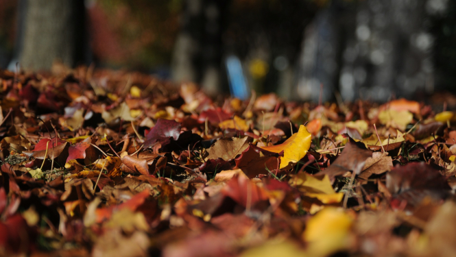 Rudens lapas