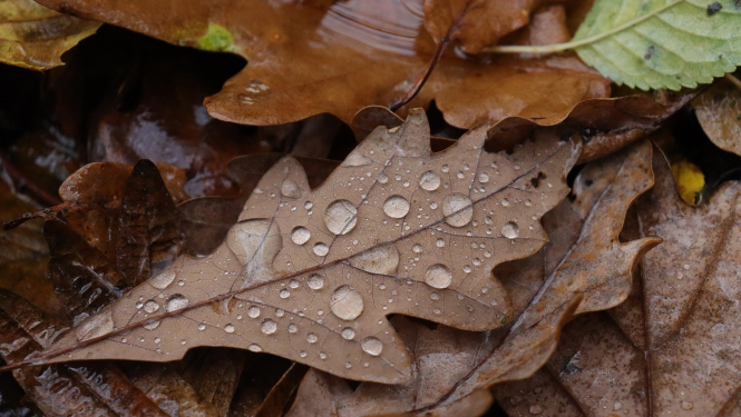 Rudens lapas
