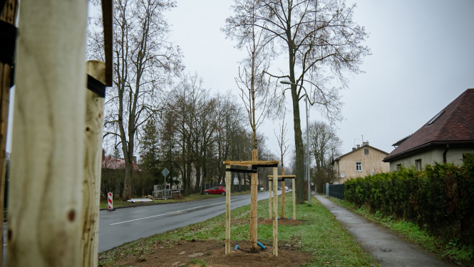 Sastādīti koki