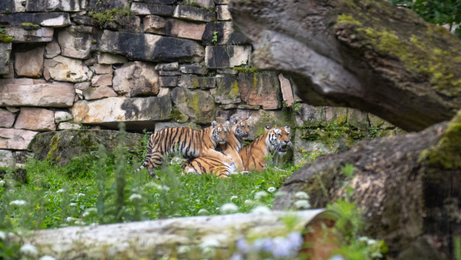 Tīģeri Rīgas zoo