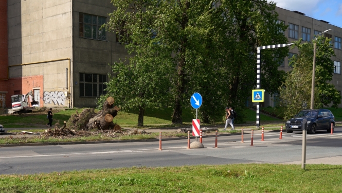 Vētrā izgāztā koka saknes un celms