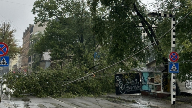 Vētra nolauzti koki