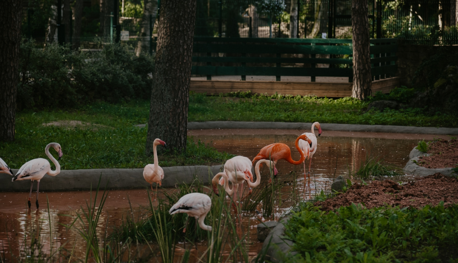 Flamingo stāv ūdenī