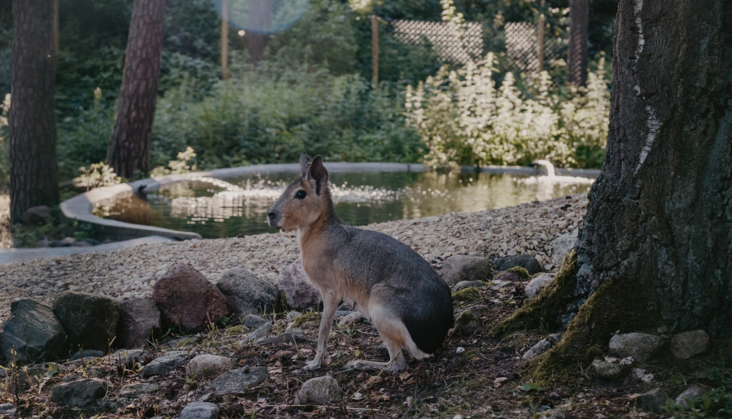 Patagonijas mara
