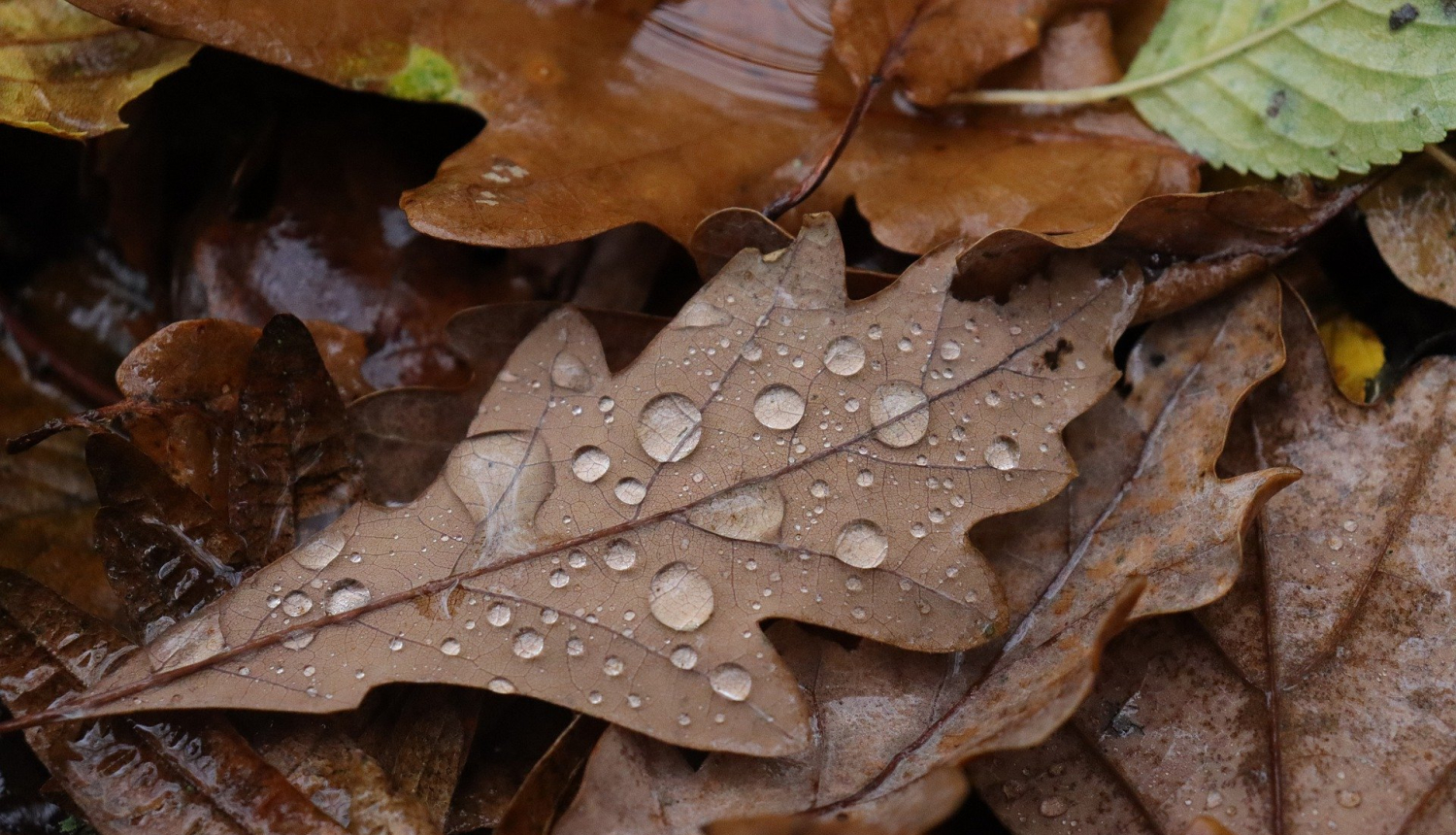 Rudens lapas