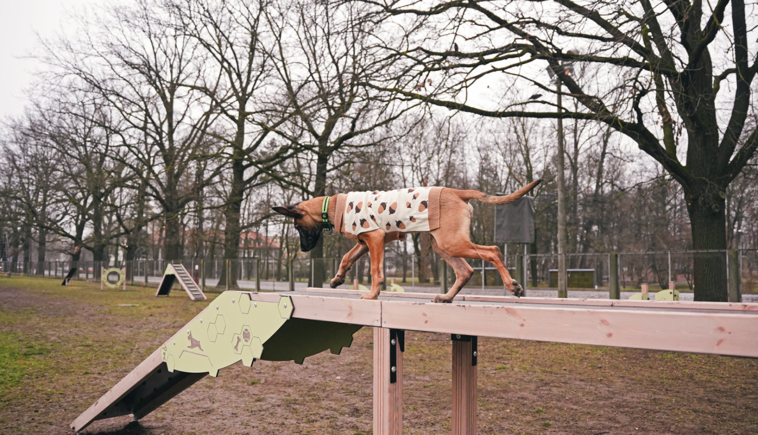 Suņu laukums