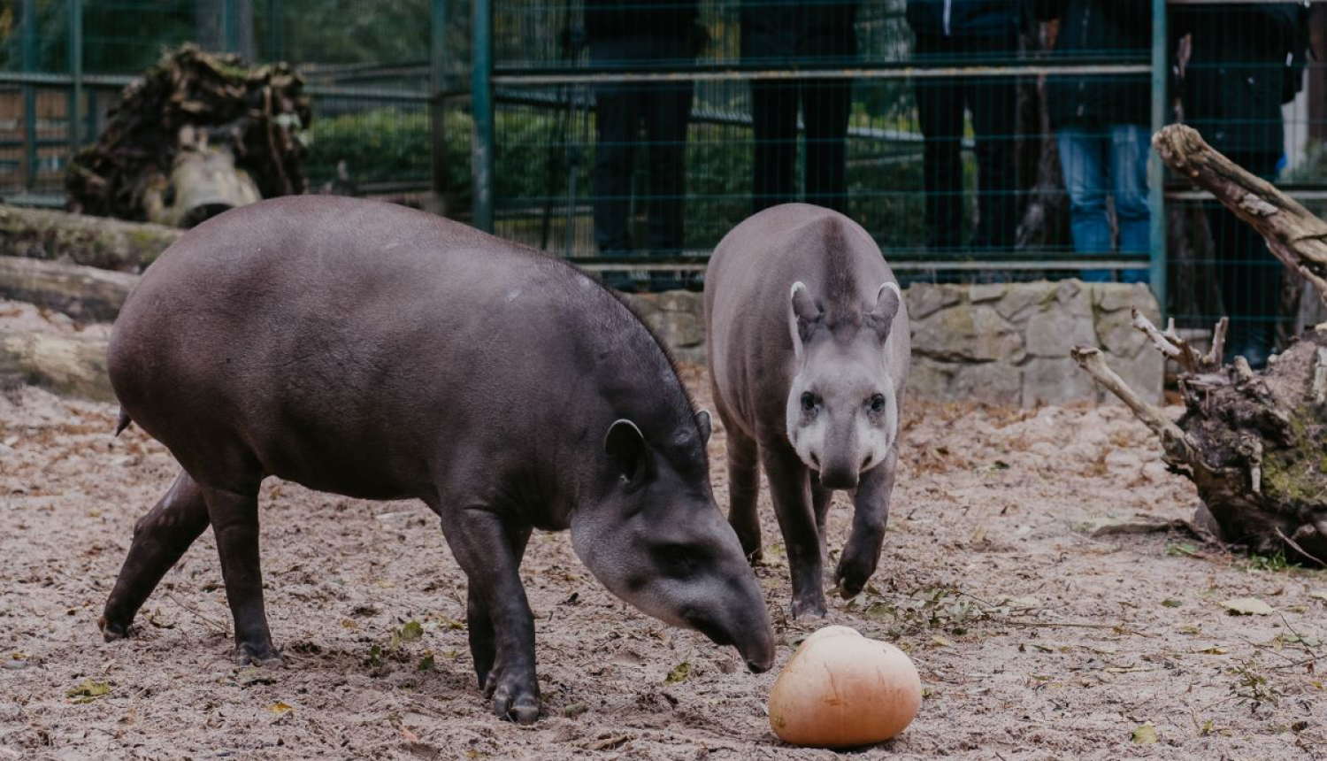 Tapīri Rīgas zoo