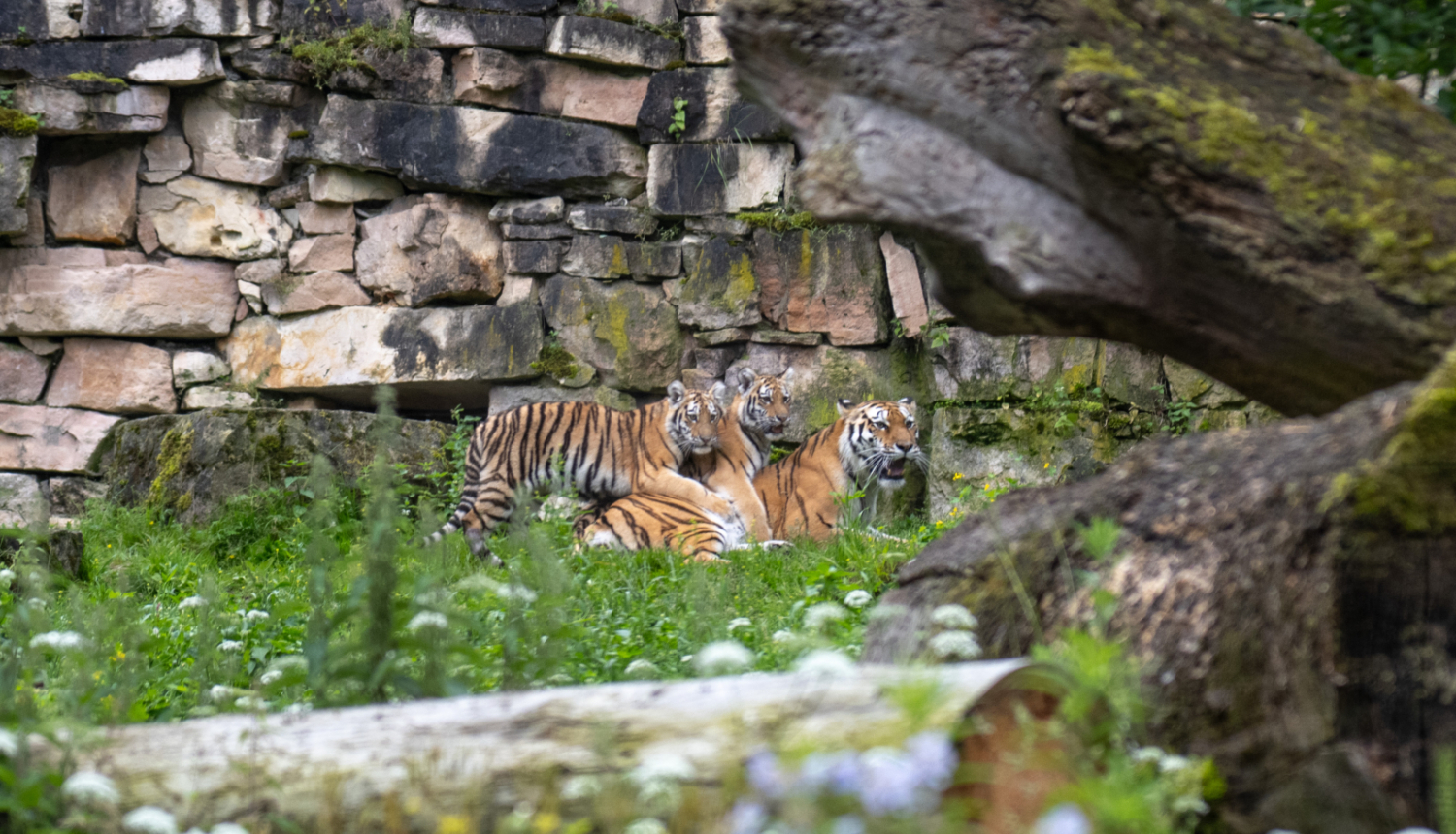 Tīģeri Rīgas zoo