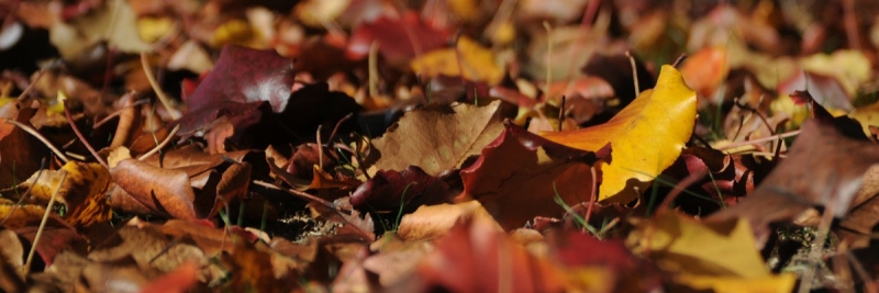 Rudens lapas