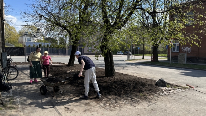 Atjauno apdobes uzberot melnzemi