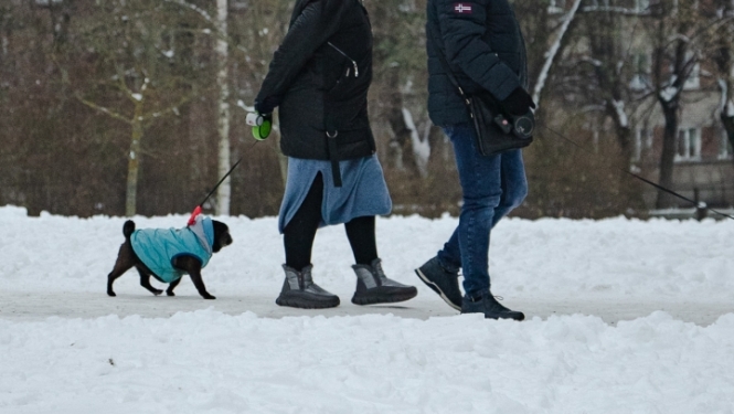 Cilvēks ved suni pavadā