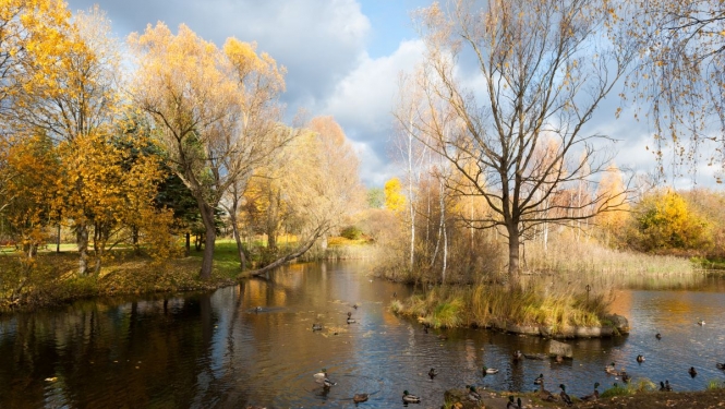 Dārziņu apkaime, ūdens, koki