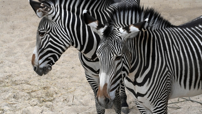 Grevizebra