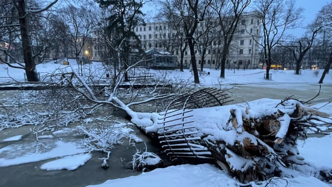 Kanālmalā nolauzts koks