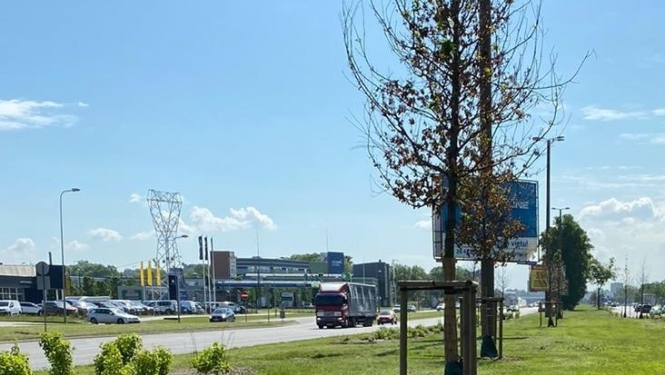 Koki Krasta ielā