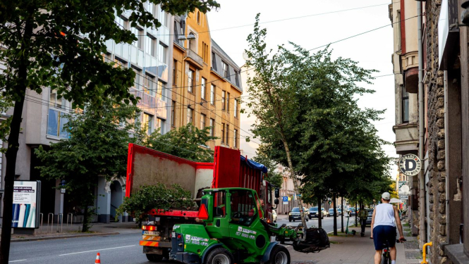 Koku stādīšana Rīgas centrā