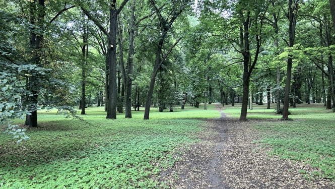 Lielie kapi koki