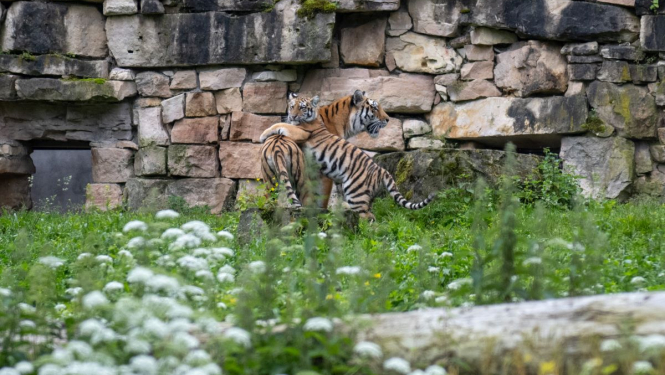 Rīgas zoo tīģerēni