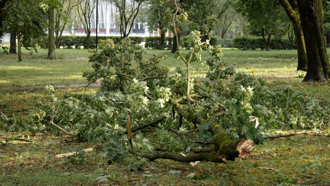 Parkā nolauzts koka zars