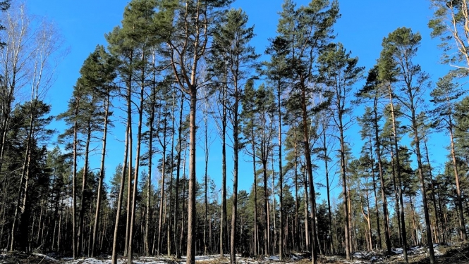 Nozāģētas bīstamās papeles Mežaparkā