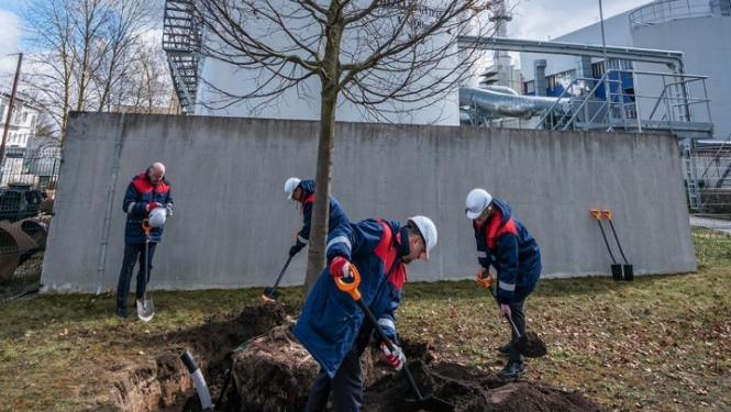 Rīgas siltums darbinieki stāda liepu