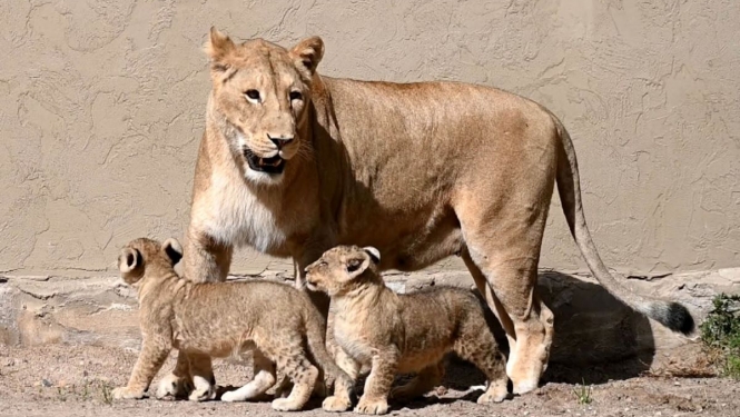 Lauvēni Rīgas zoodārzā