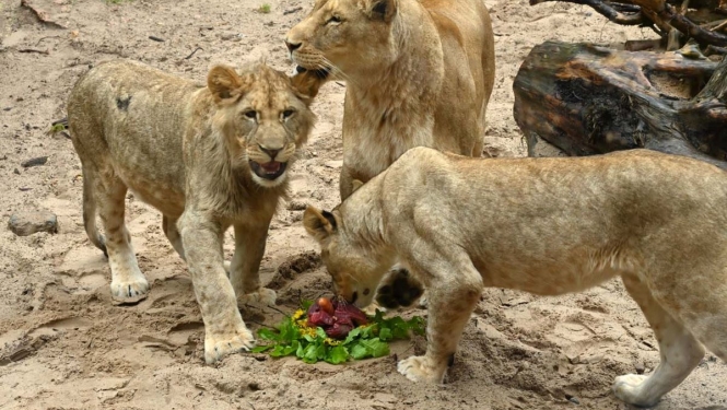Rīga zoo lauvēnu jubileja