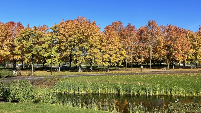 Rudenīgi koki