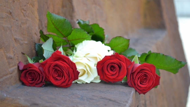 Sarkanbaltsarkanas rozes