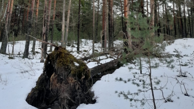 Nogāzusies priede ar visām saknēm