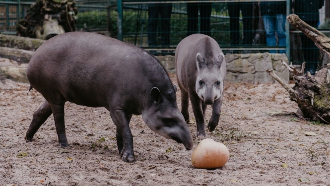 Tapīri Rīgas zoo