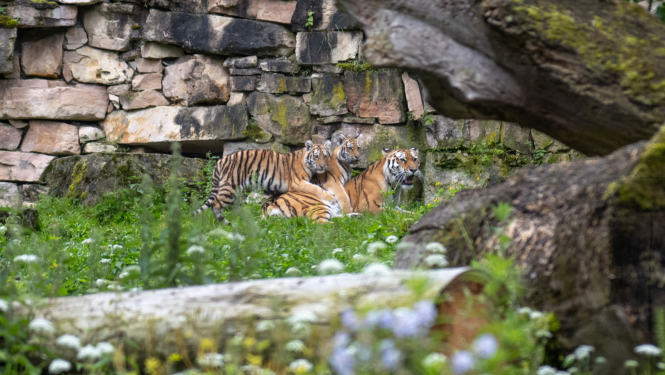 Tīģeri Rīgas zoo