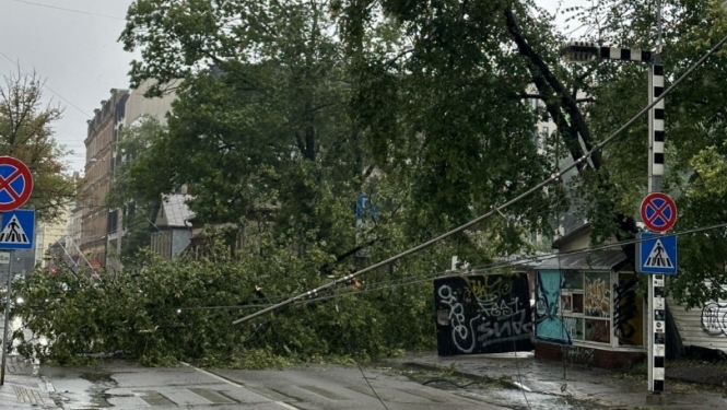 Vētra nolauzti koki