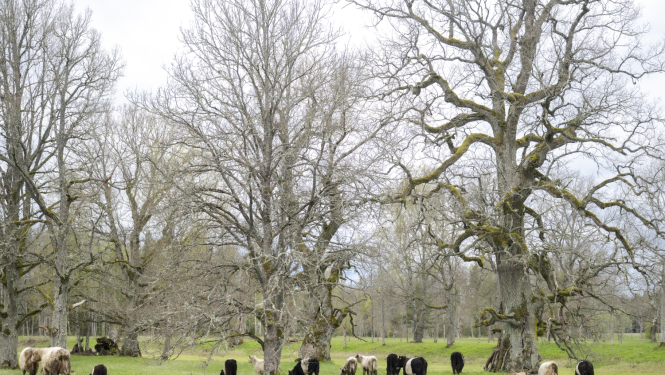 Mobīlais ganāmpulks pļavā