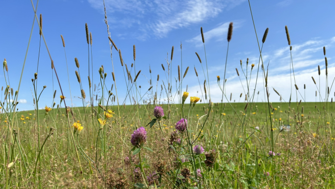 Dreiliņkalna pļava