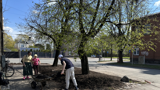 Atjauno apdobes uzberot melnzemi