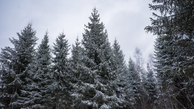 Apsnigušas egles mežā