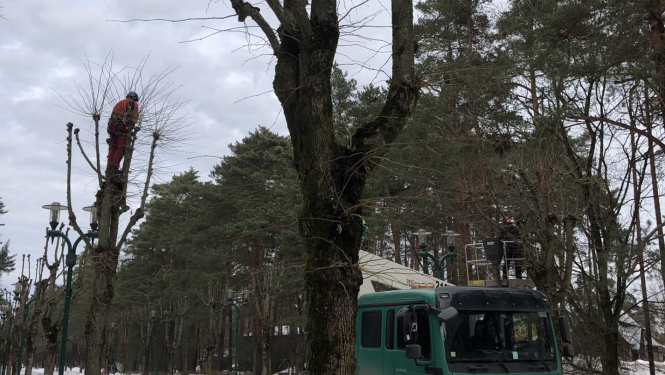 “Rīgas mežu” arboristi kopj liepu  vainagus