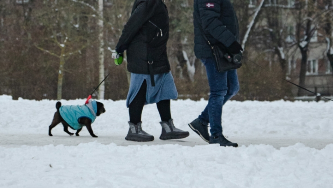 Cilvēks ved suni pavadā