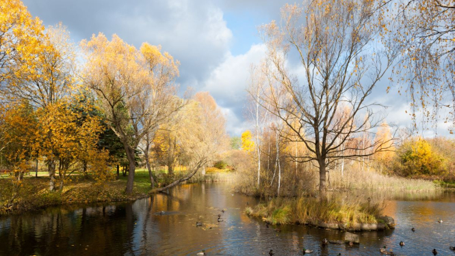 Dārziņu apkaime, ūdens, koki