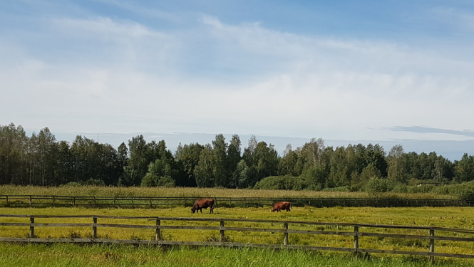 Daugavgrīvas pļavas