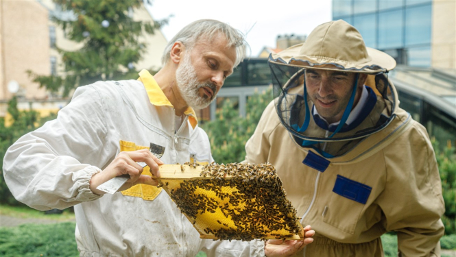 Rīgas domes priekšsēdētājs Mārtiņš Staķis kopā ar urbāno biškopi Uģi Mālnieku apkopj uz terases izvietotos trīs bišu stropus