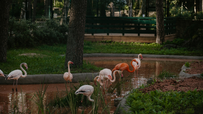 Flamingo stāv ūdenī