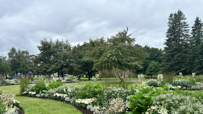 Baltā puķu dobes Uzvaras parkā