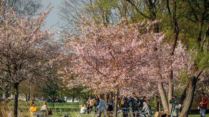 IKEA galdi un krēsi zem ziedošām sakurām